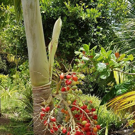 Kaye Mango Villa Soufrière Kültér fotó