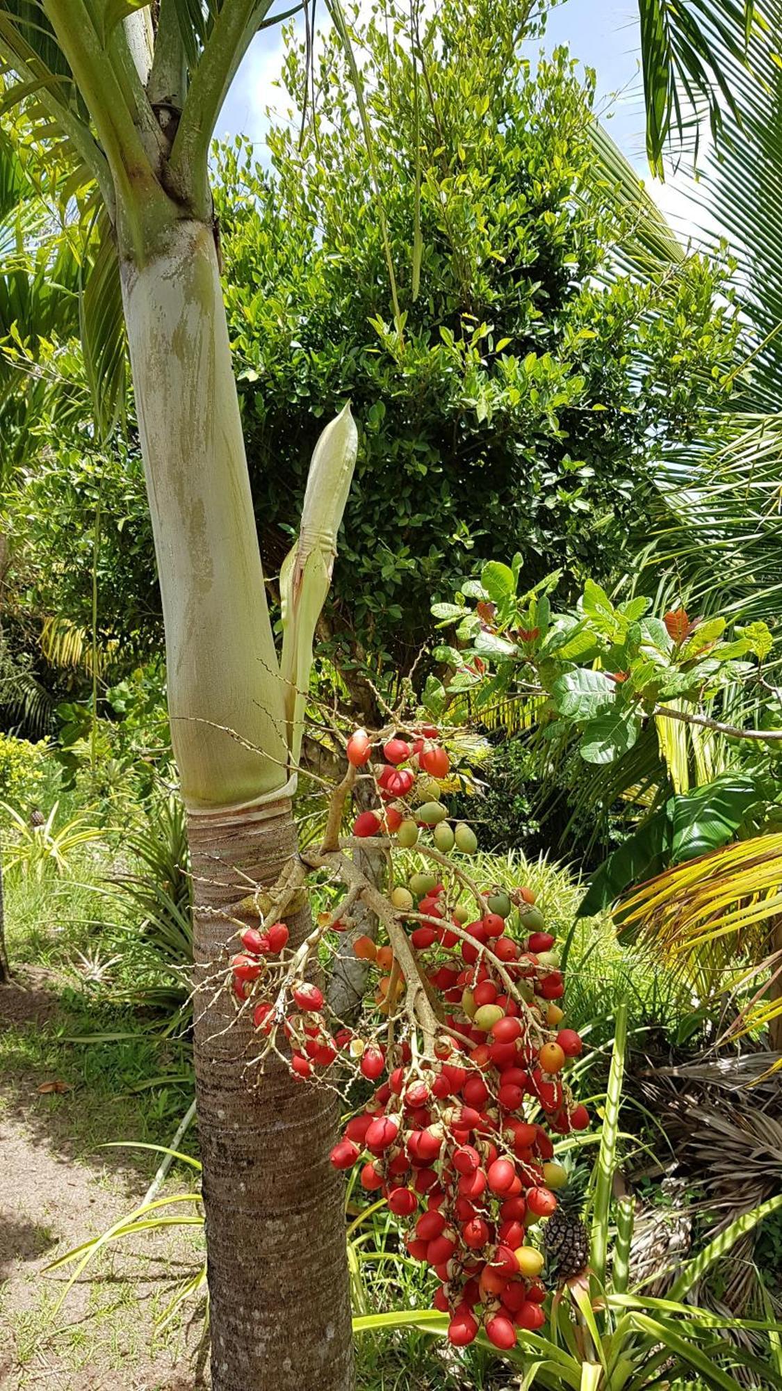 Kaye Mango Villa Soufrière Kültér fotó
